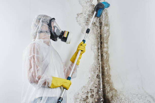 Best Water Damage & Mold Remediation in Mono Vista, CA