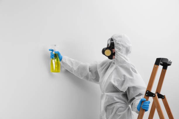 Best Emergency Mold Remediation in Mono Vista, CA